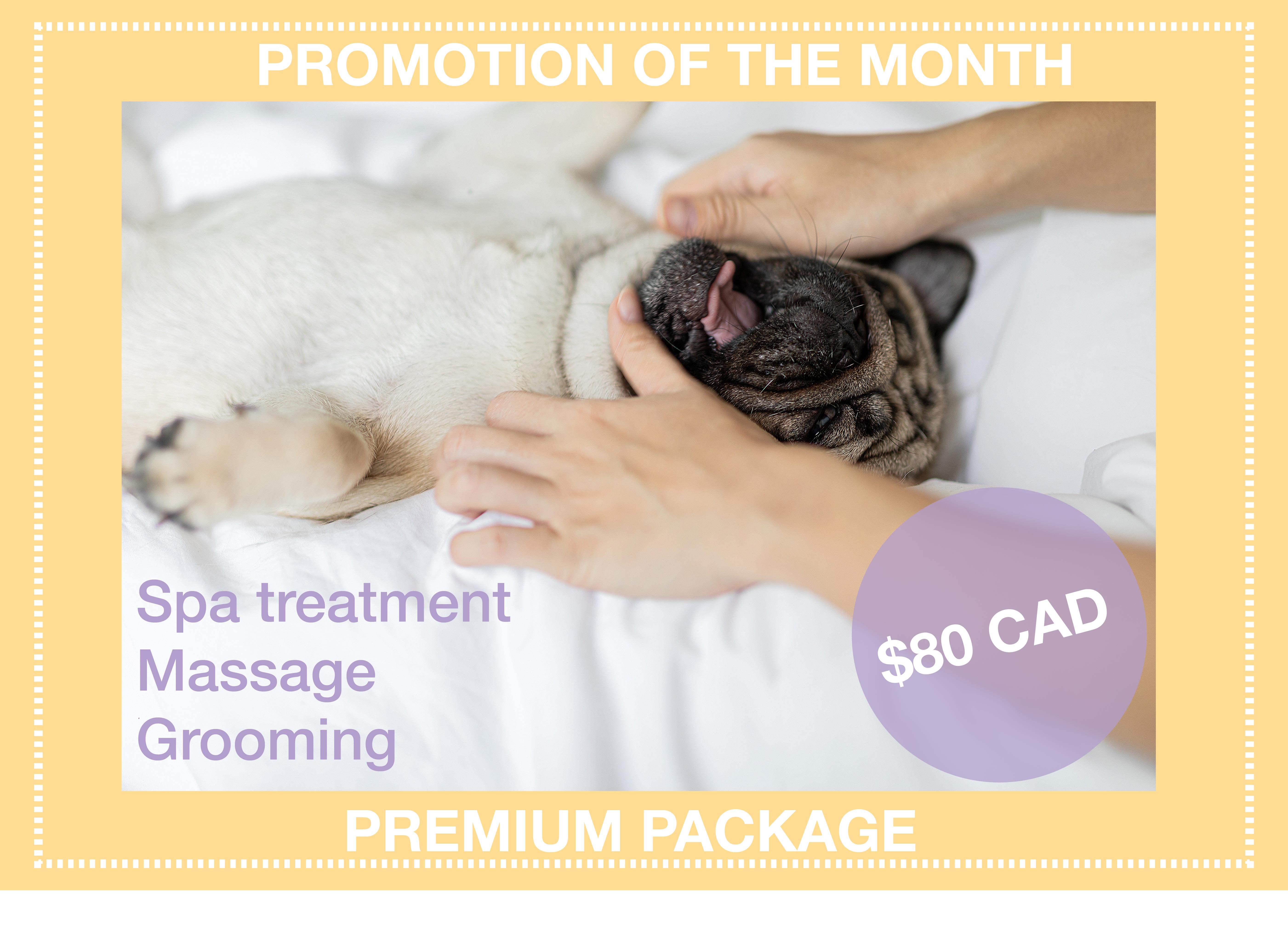 Premium package promotion at $80 includes spa treatment, massage and grooming