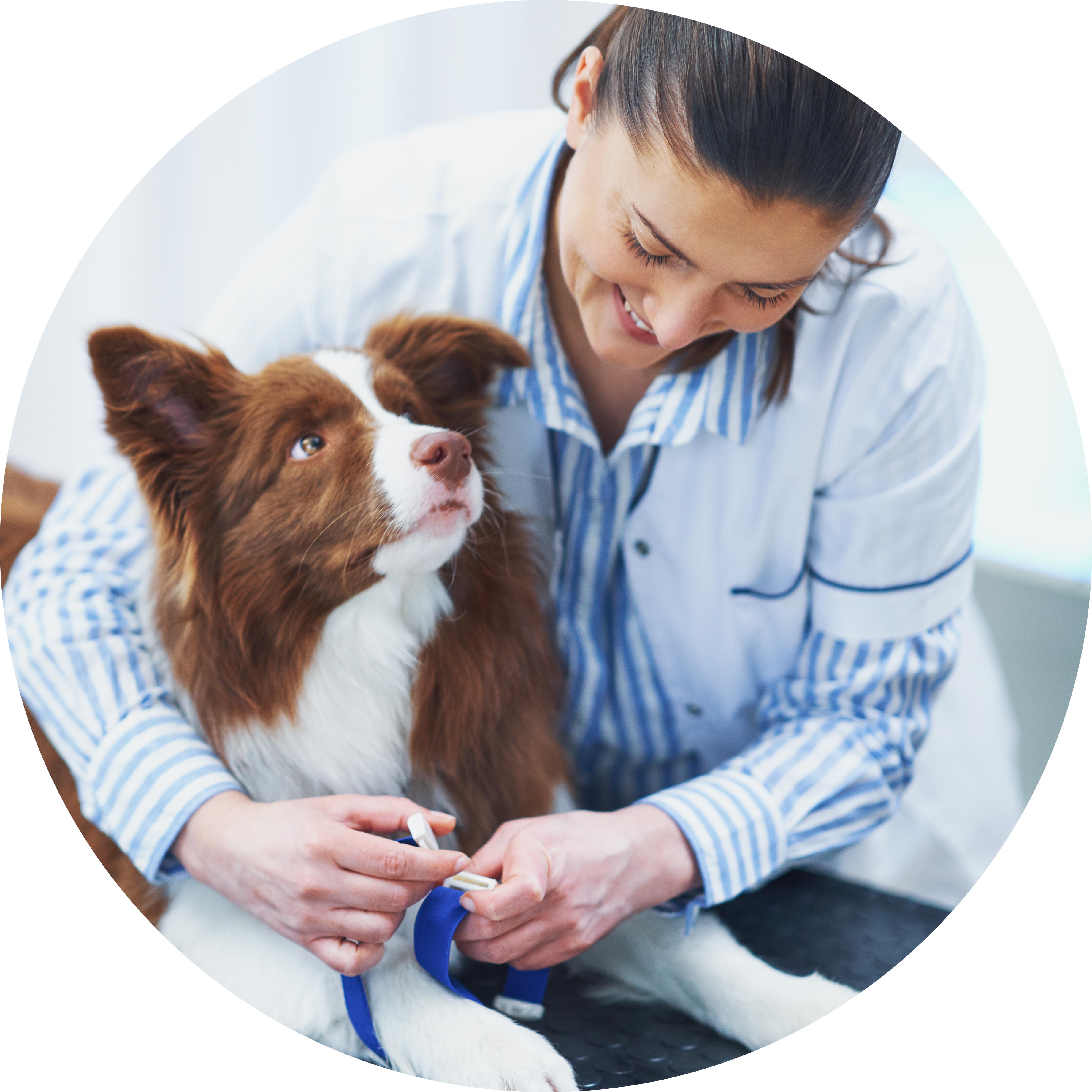 Veterinarian petting a dog